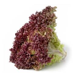 Lechuga morada  1 Kg