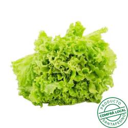 Lechuga crespa Brote 1 U