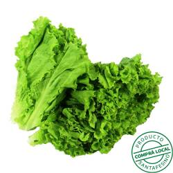 Lechuga crespa Gare Du Nord 1 U