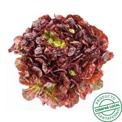 Lechuga hoja  roble Brote 1 U