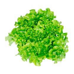 Lechuga hoja de robles Gare Du Nord 1 U